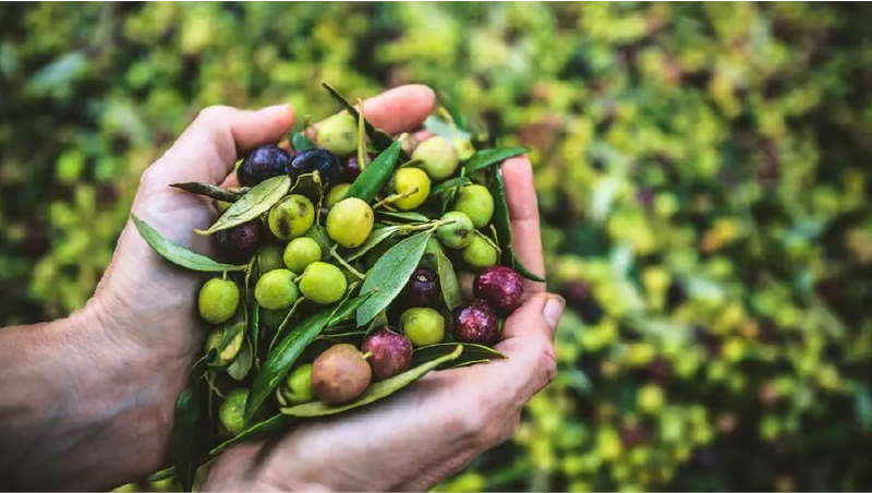 Benefici - olio ricco di antiossidanti naturali